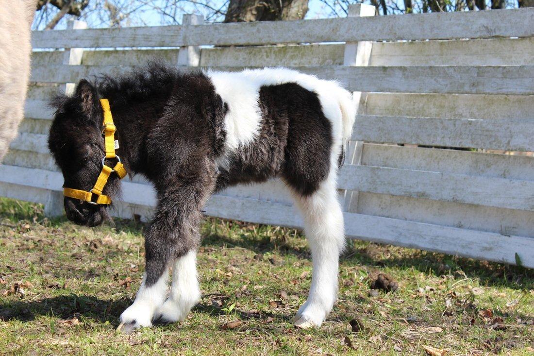 Shetlænder Pindstruphavens Amy billede 12