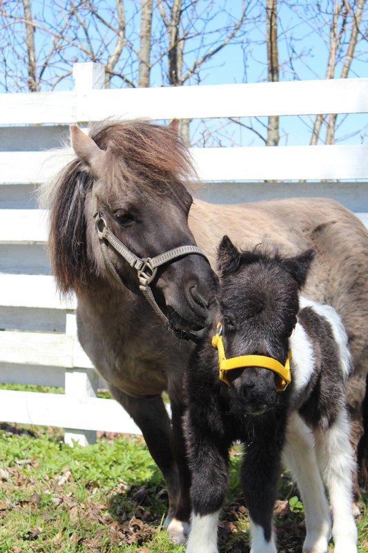 Shetlænder Pindstruphavens Amy - Lidt hygge! billede 14