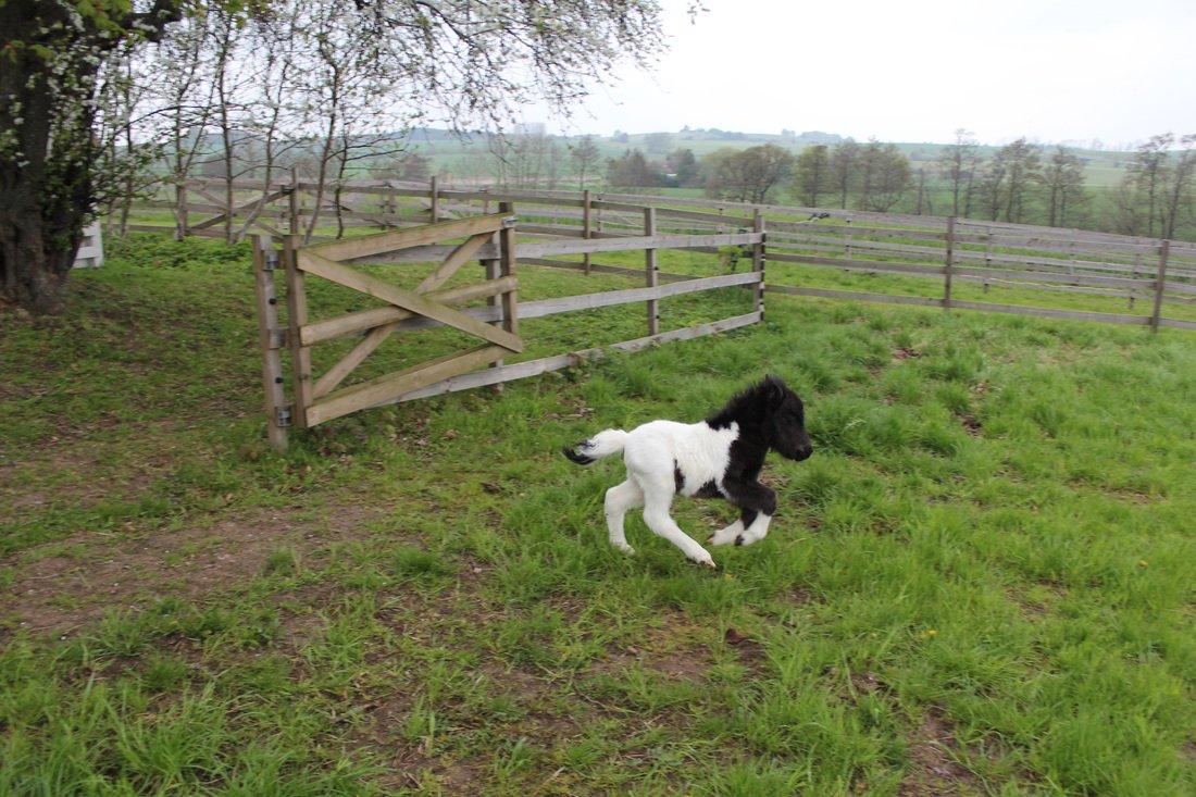 Shetlænder Pindstruphavens Amy - Kan ikke komme hurtig nok ud på græs ! billede 15