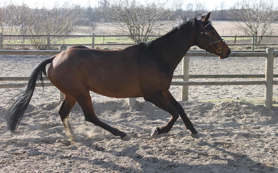 Fuldblod (XX) Lucky Shot billede 14