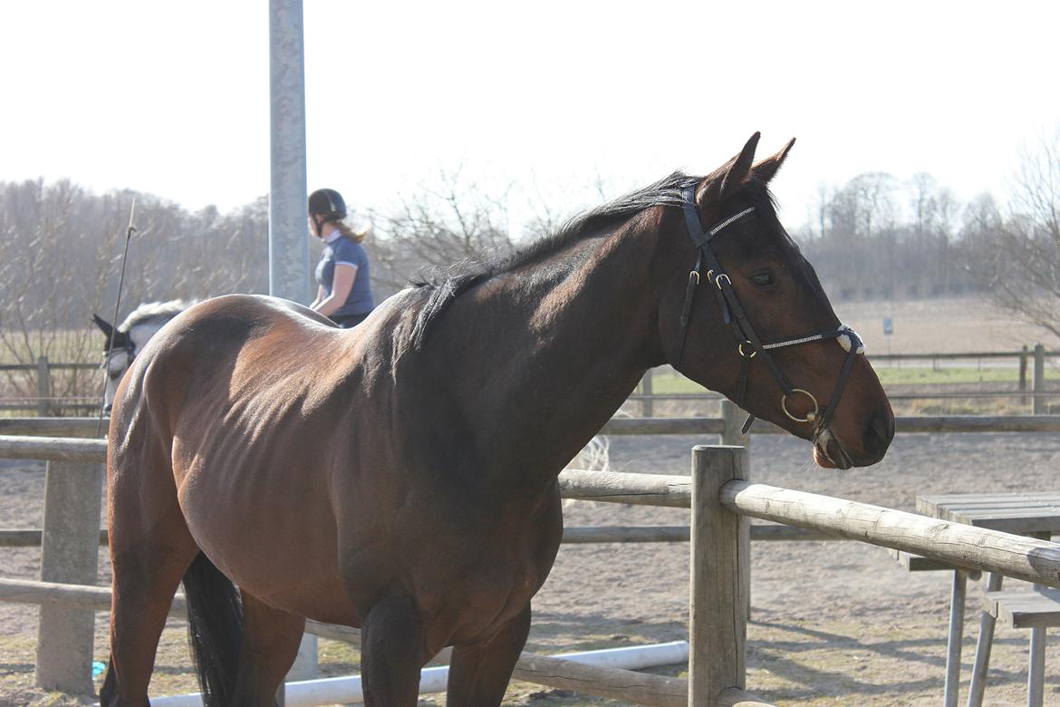 Fuldblod (XX) Lucky Shot billede 15