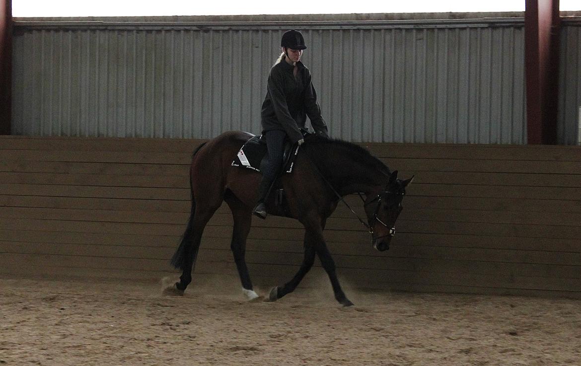 Fuldblod (XX) Lucky Shot billede 17