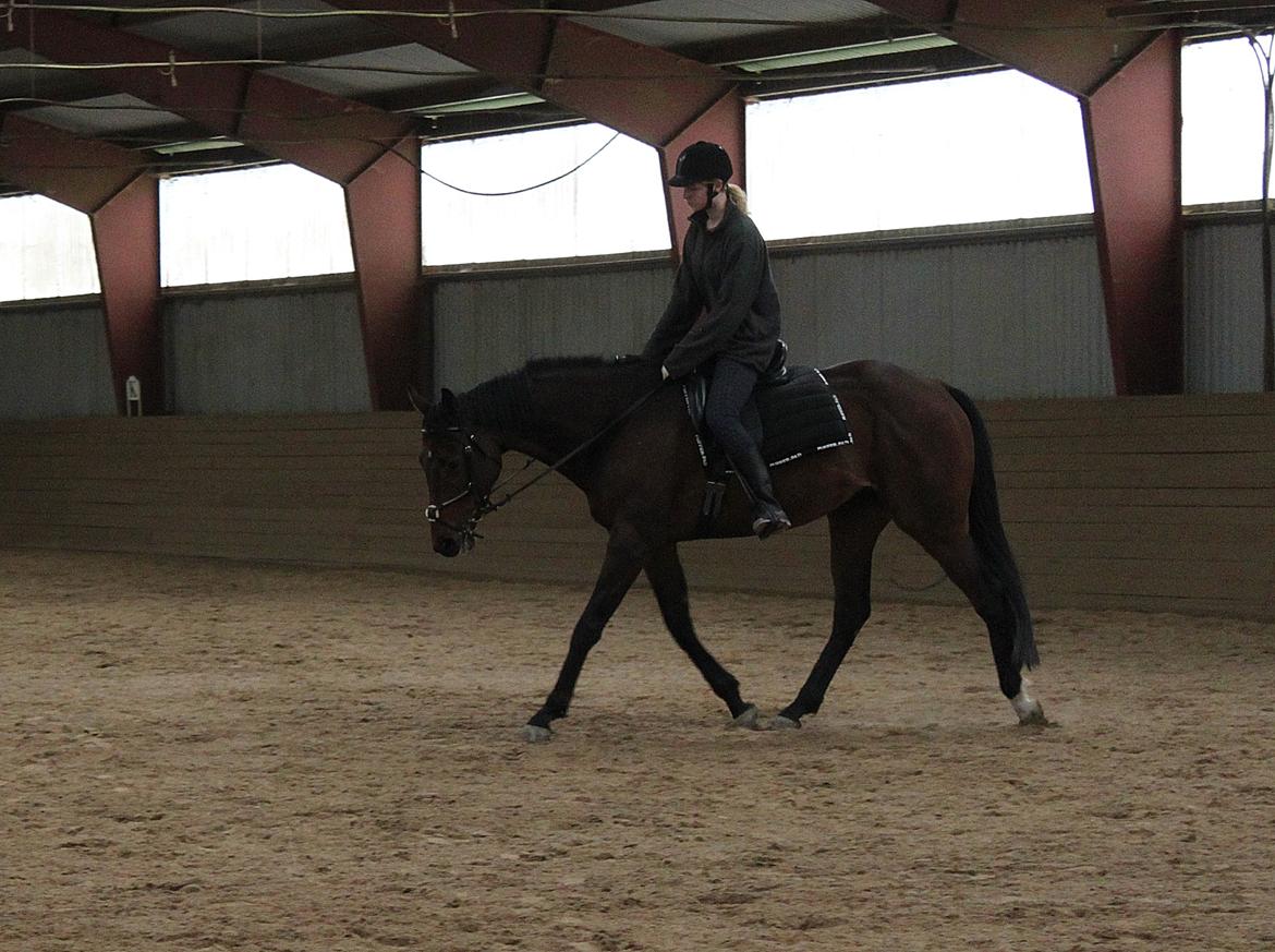 Fuldblod (XX) Lucky Shot billede 10