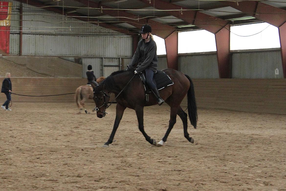 Fuldblod (XX) Lucky Shot billede 19