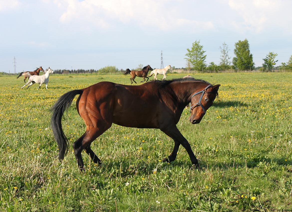 Fuldblod (XX) Lucky Shot - Lucky hygger sig på sommergræs! billede 3
