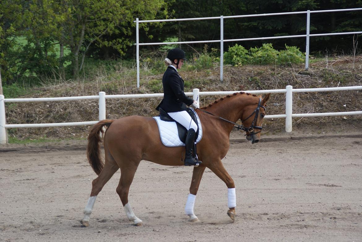 Anden særlig race Charlatan <3 - Fotograf: Min far - Charlatans og mit første stævne i Vamdrup d. 26. maj 2013 billede 16