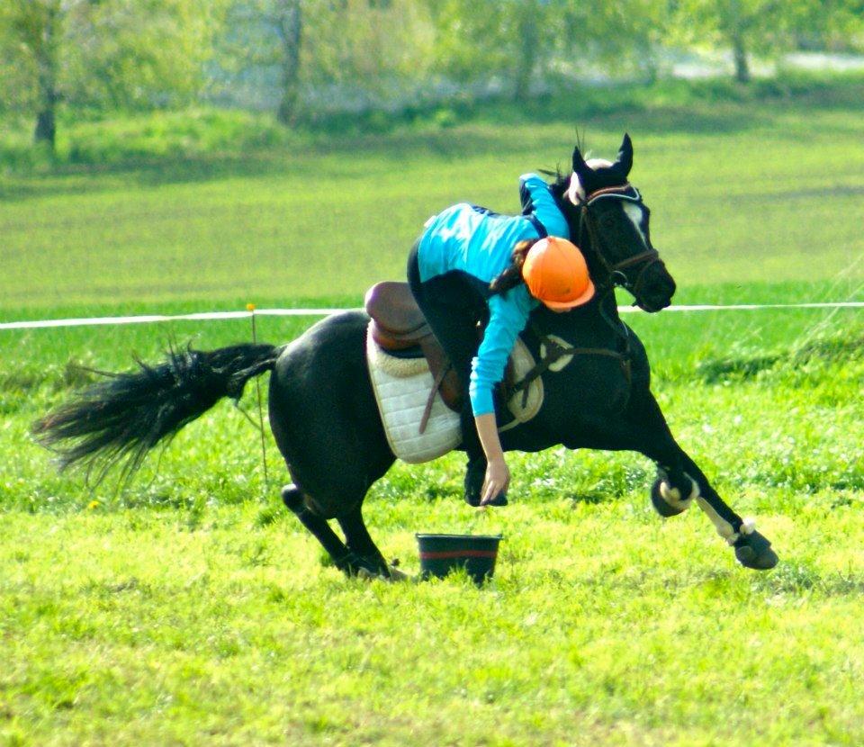Hollandsk Sportspony Jimmy - Dm individuelt 2013. nummer 12 billede 12