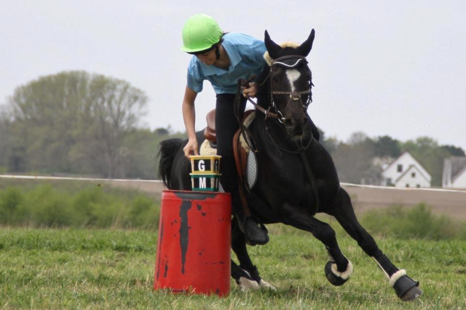 Hollandsk Sportspony Jimmy - DM individuelt 2013. billede 4