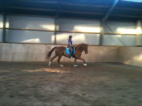 Dansk Varmblod Reggae solgt billede 19