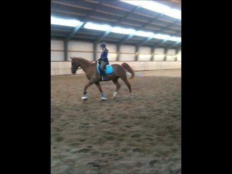 Dansk Varmblod Reggae solgt billede 20