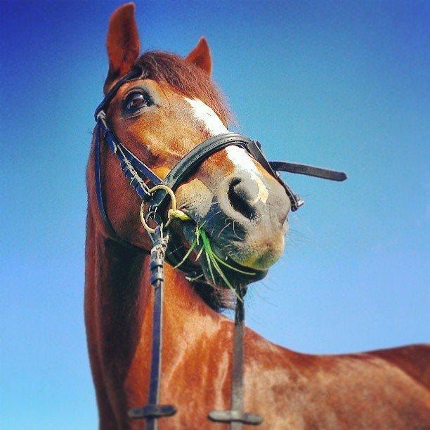 Standardbred Jaqueline Egely "Luna" - Velkommen til Jaqueline's profil! Her vil du finde lidt af hvert om, hvad Jaque og jeg går og laver. Smid gerne en hilsen :0))) - billede 1