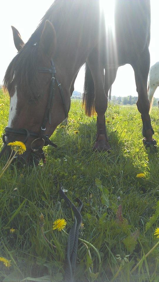 Standardbred Jaqueline Egely "Luna" - Vi græsser <3 billede 10