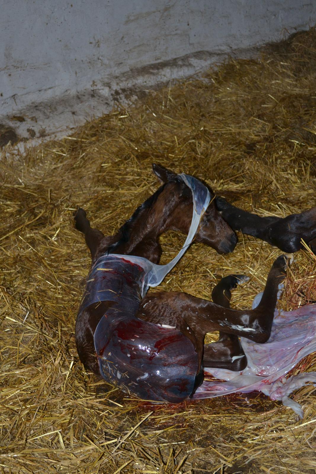 Dansk Varmblod TWINHORS DON'A BALLERINA - Lige kommet ud, stadig med hat på :i <3 billede 23