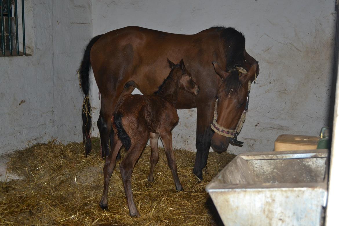 Dansk Varmblod TWINHORS DON'A BALLERINA - Første hilsen mellem mor og datter <3 billede 25