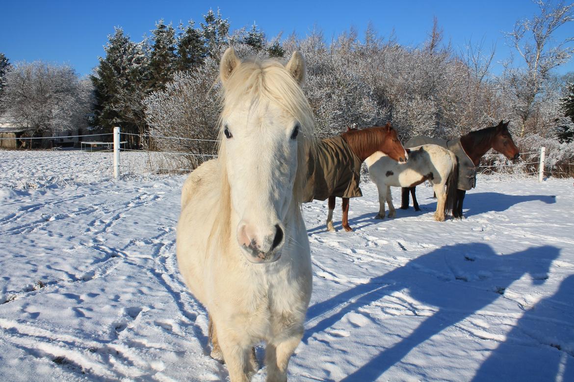 Anden særlig race Idefix (Følle/bette mand) billede 4