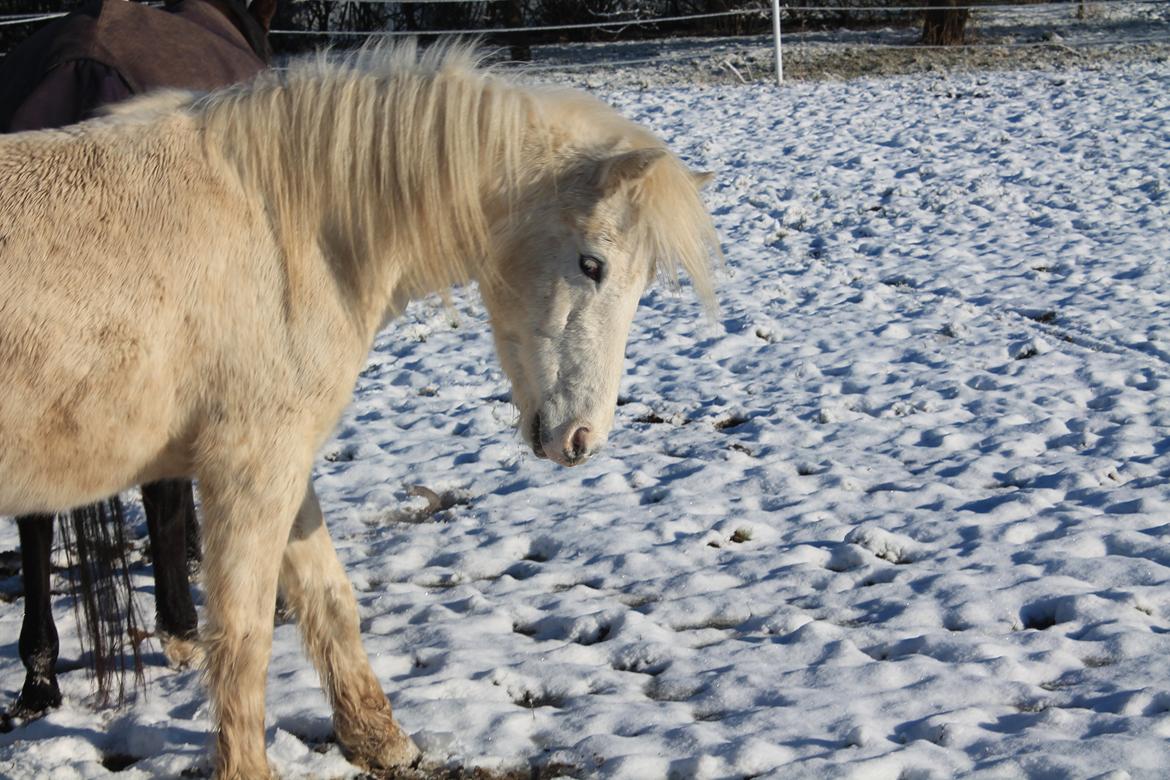 Anden særlig race Idefix (Følle/bette mand) billede 5