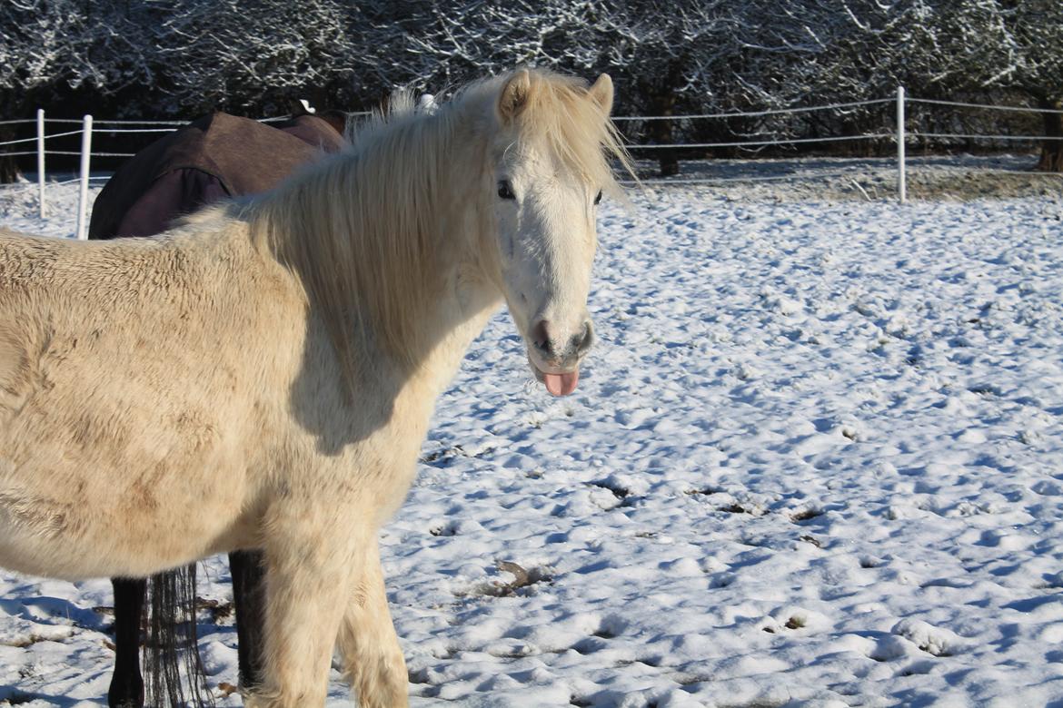 Anden særlig race Idefix (Følle/bette mand) - velkommen til den frække profil :P billede 1