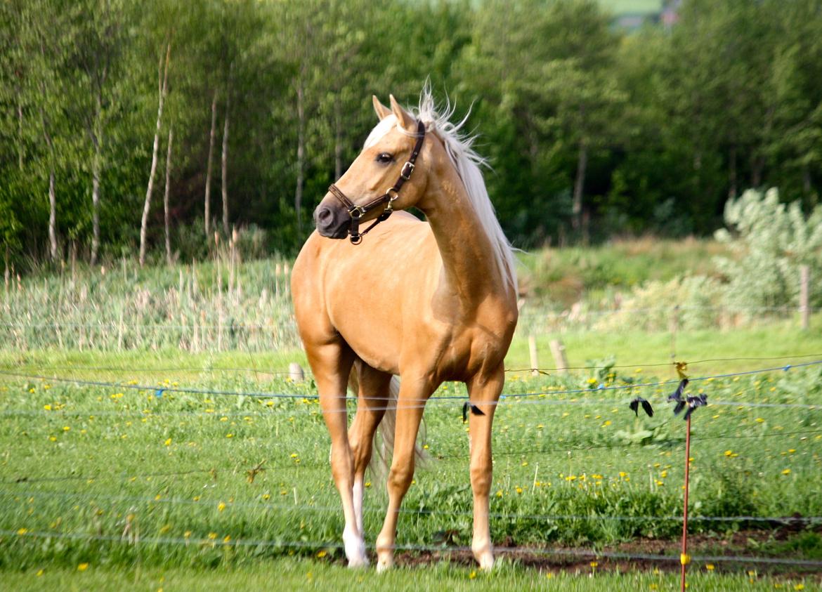 Palomino Hedegaards California Blue billede 38