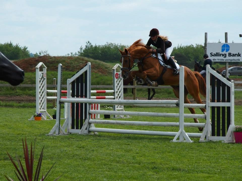 Branderburger Duccio - Duccio <3 billede 1