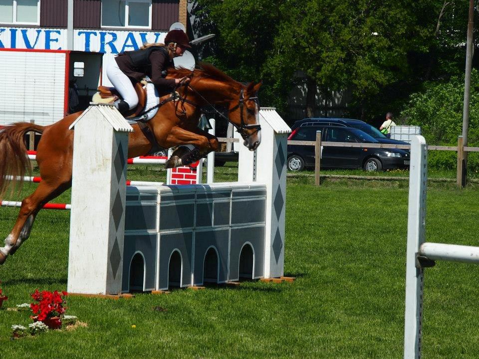 Branderburger Duccio - første gang over mur . stævnet i Skive maj 2013 billede 16