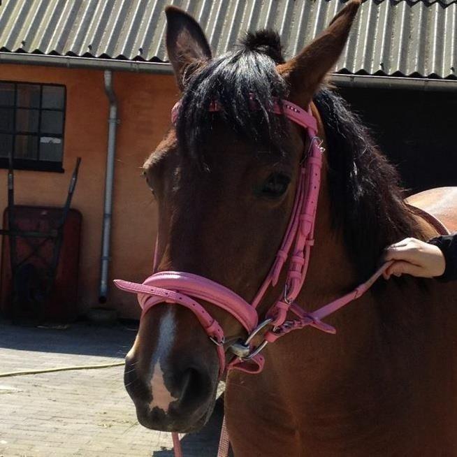 Anden særlig race Gundsøs Trine (himmel hest) - PIIIINK billede 7