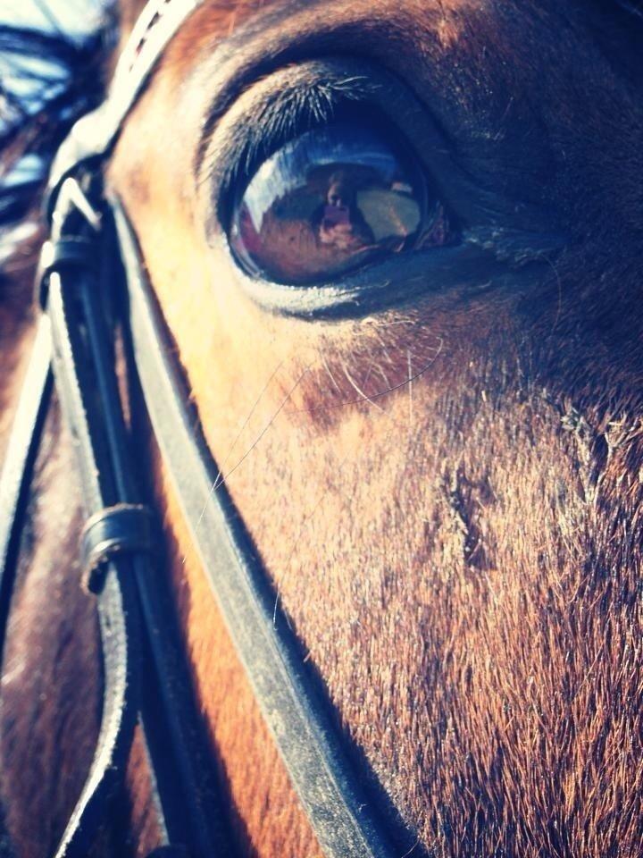 Anden særlig race Gundsøs Trine (himmel hest) - min  billede 8
