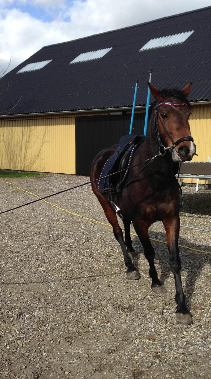 Anden særlig race Gundsøs Trine (himmel hest) - i gårdspladsen 2 billede 10