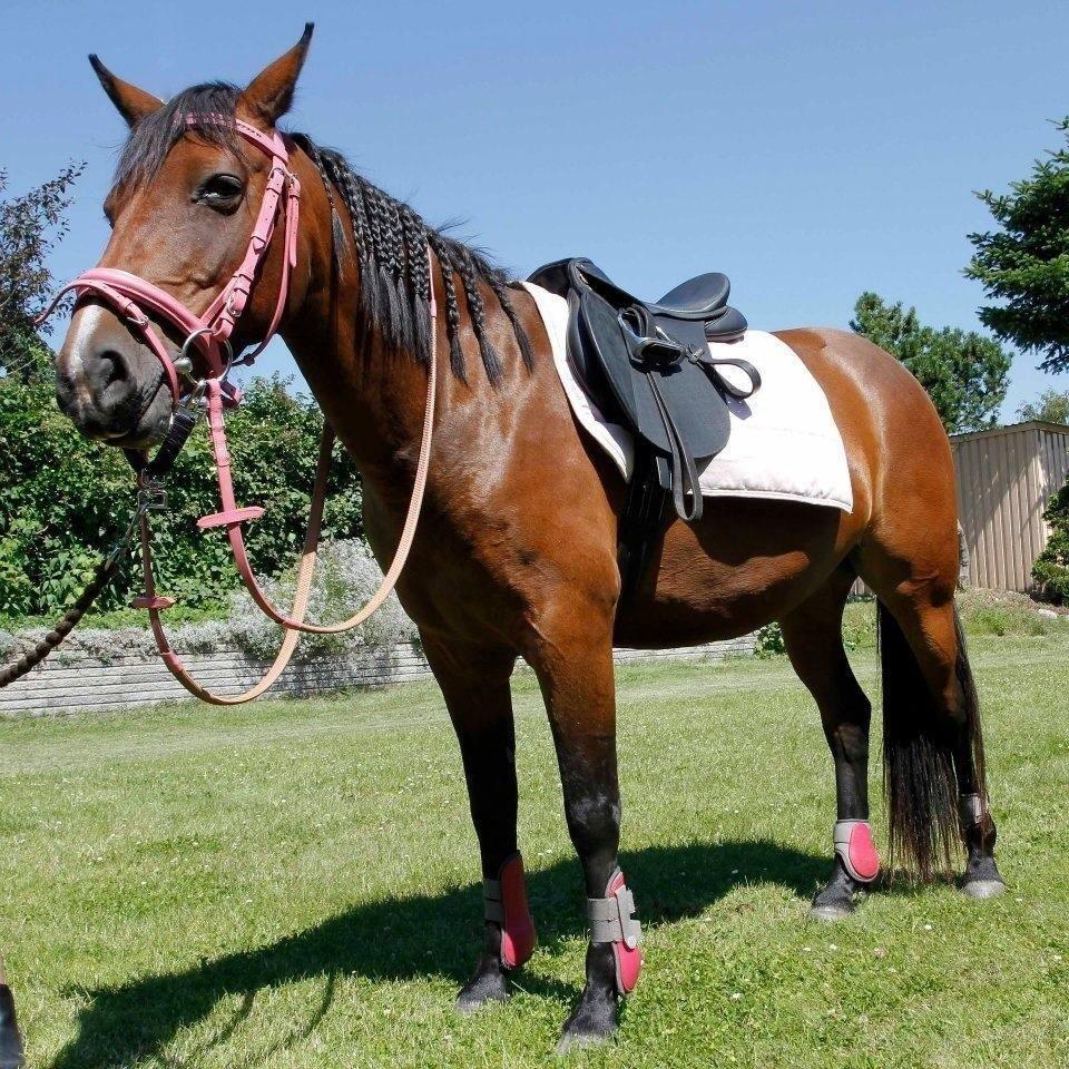 Anden særlig race Gundsøs Trine (himmel hest) - trine i pink billede 11