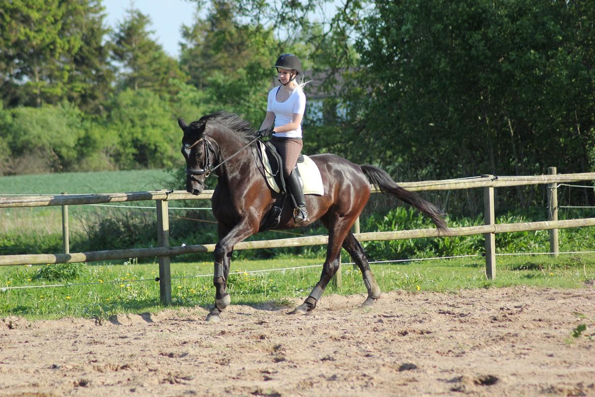 Trakehner Hertima De L billede 10
