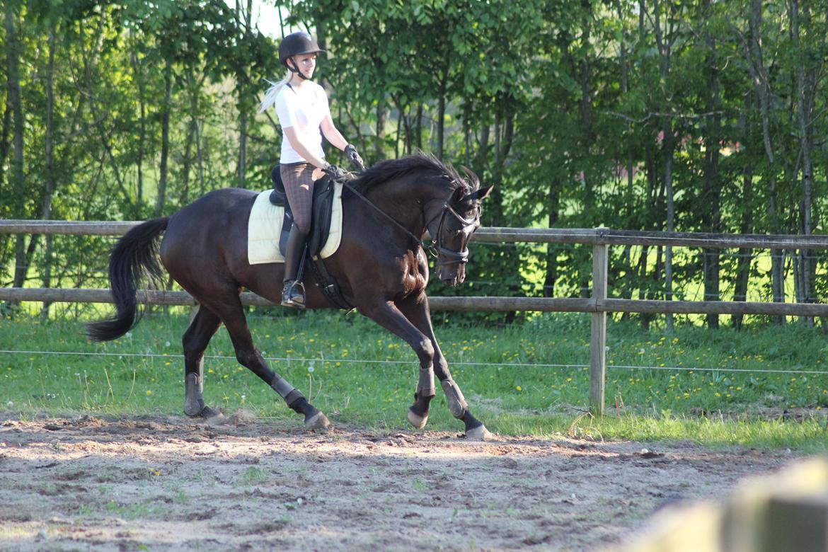 Trakehner Hertima De L billede 11