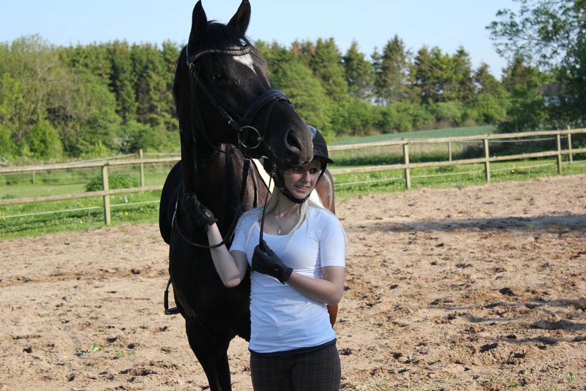 Trakehner Hertima De L billede 20