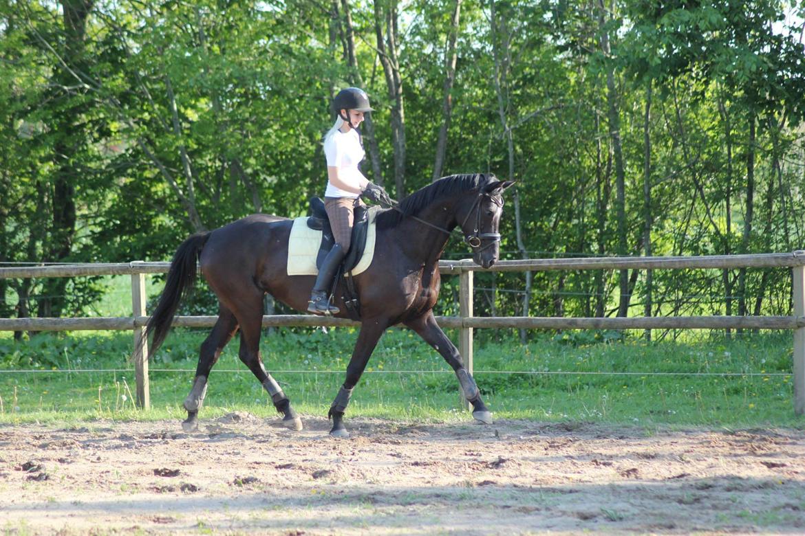 Trakehner Hertima De L billede 4