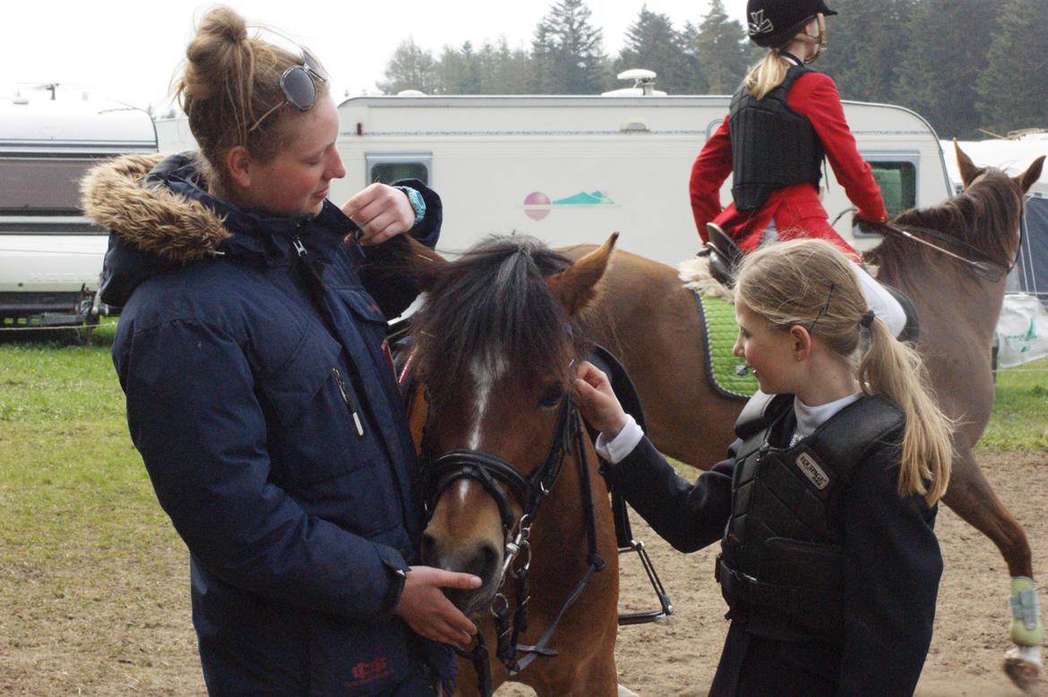 Welsh Pony (sec B) Rughaven Chivas - Caroline. Chivas og Mig. Vi mødte Chivas og Caroline på Morsø 2013 billede 1