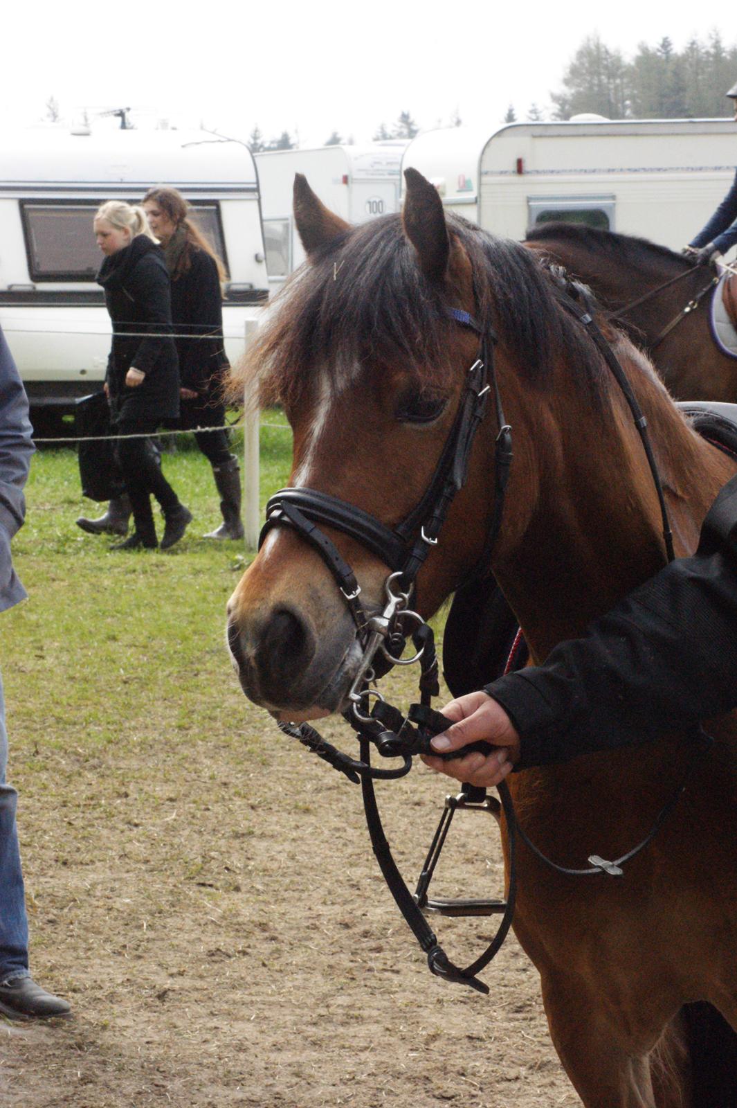Welsh Pony (sec B) Rughaven Chivas - Søde Chivas billede 2