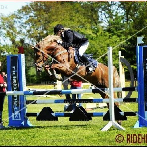 Welsh Pony af Cob-type (sec C) Bakkegaardens Aladdin - Allan. - Stjernen i vores første MB <3<3 billede 16