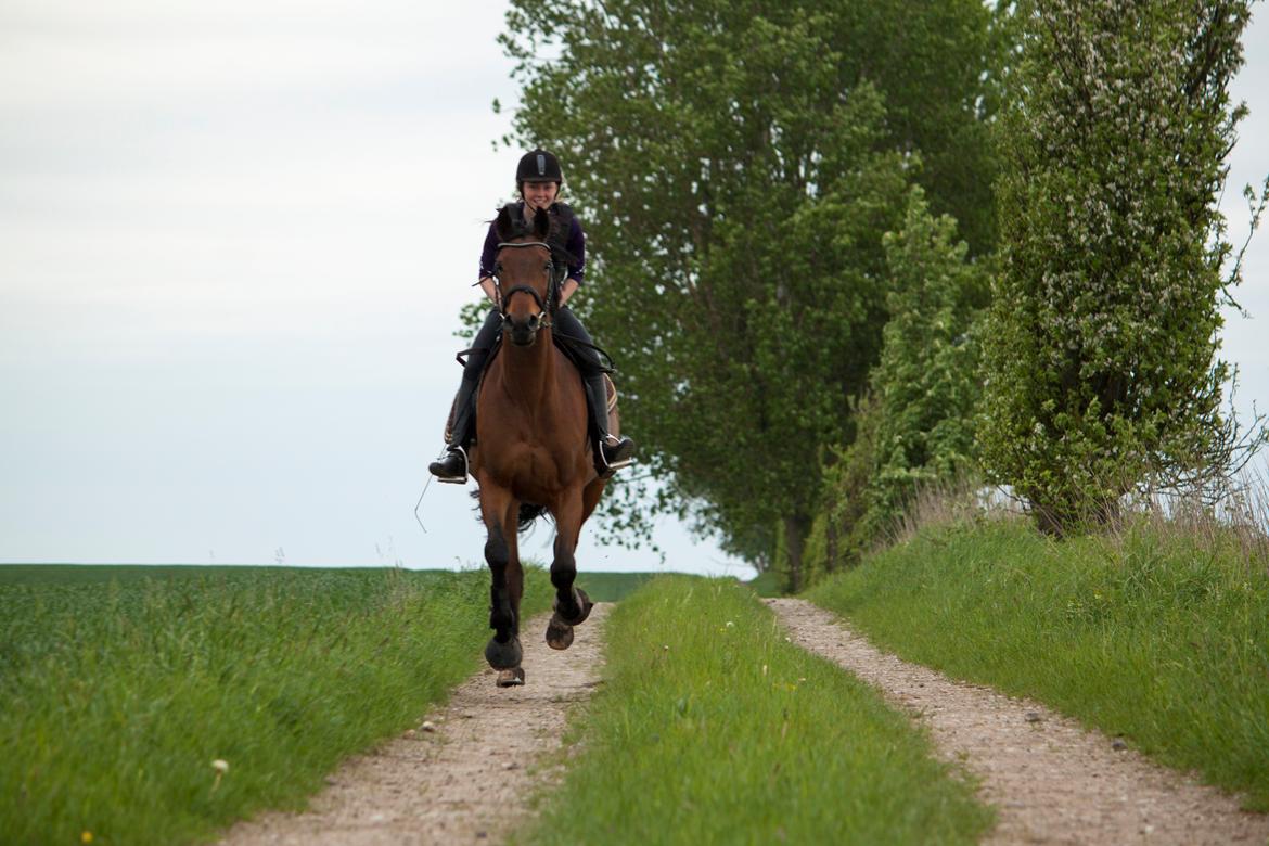 Hannoveraner Rufina billede 17
