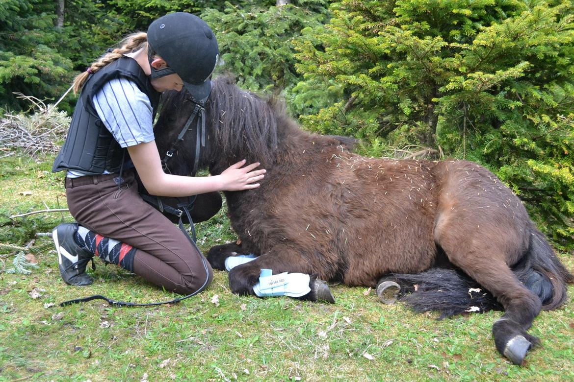 Anden særlig race Manse - <3 billede 4