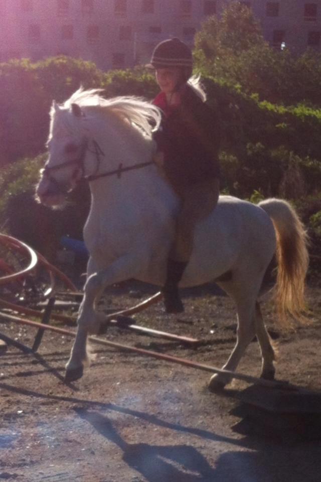 Welsh Partbred (Sec F) Harald Sir Bell - Mig og prinsen springer lidt<3  billede 10