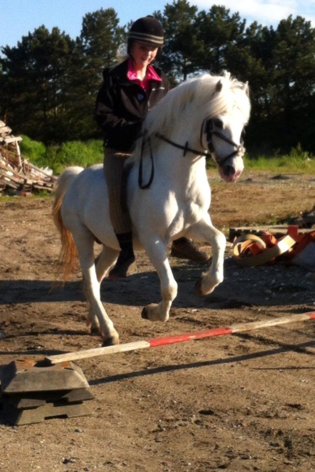 Welsh Partbred (Sec F) Harald Sir Bell - Lidt spring igen<3  billede 14