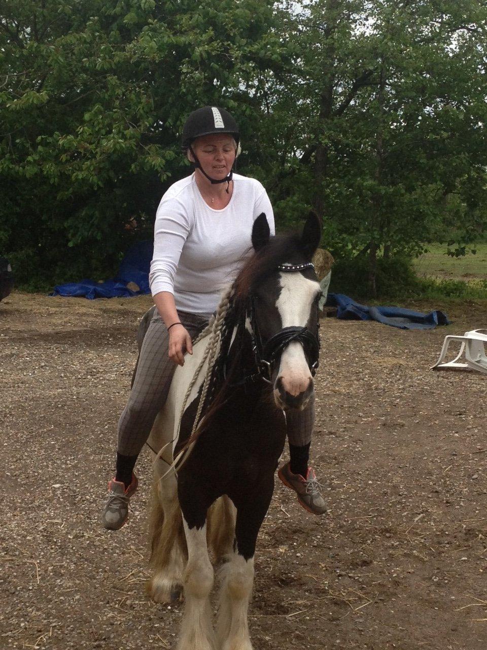 Irish Cob shadow billede 15