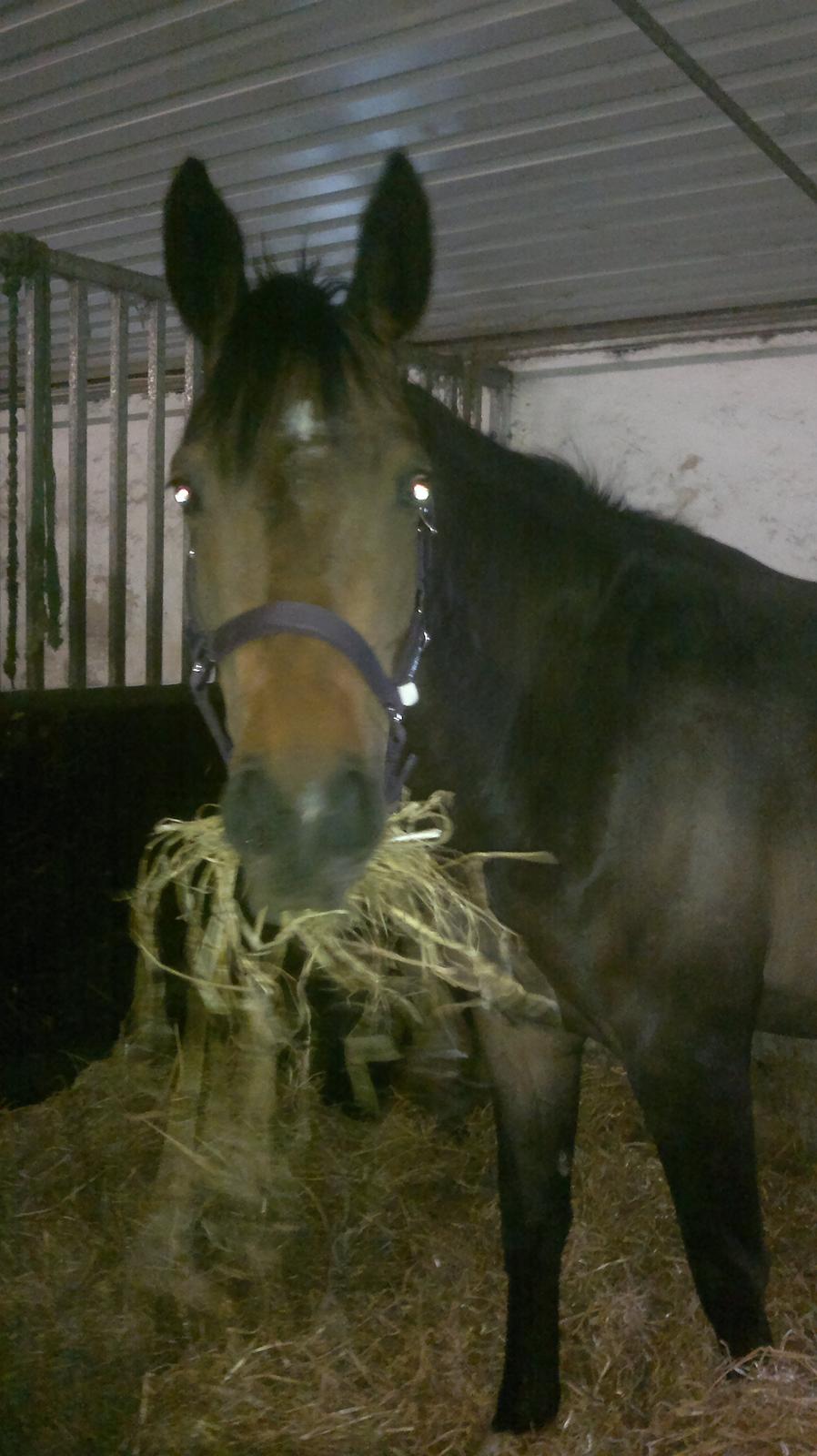 Dansk Varmblod Gammelgaards Szenia DH billede 7