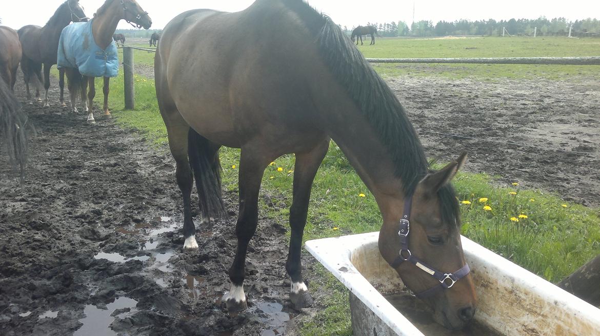 Dansk Varmblod Gammelgaards Szenia DH billede 5