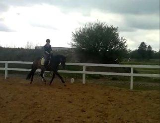 Dansk Varmblod Gammelgaards Szenia DH billede 6