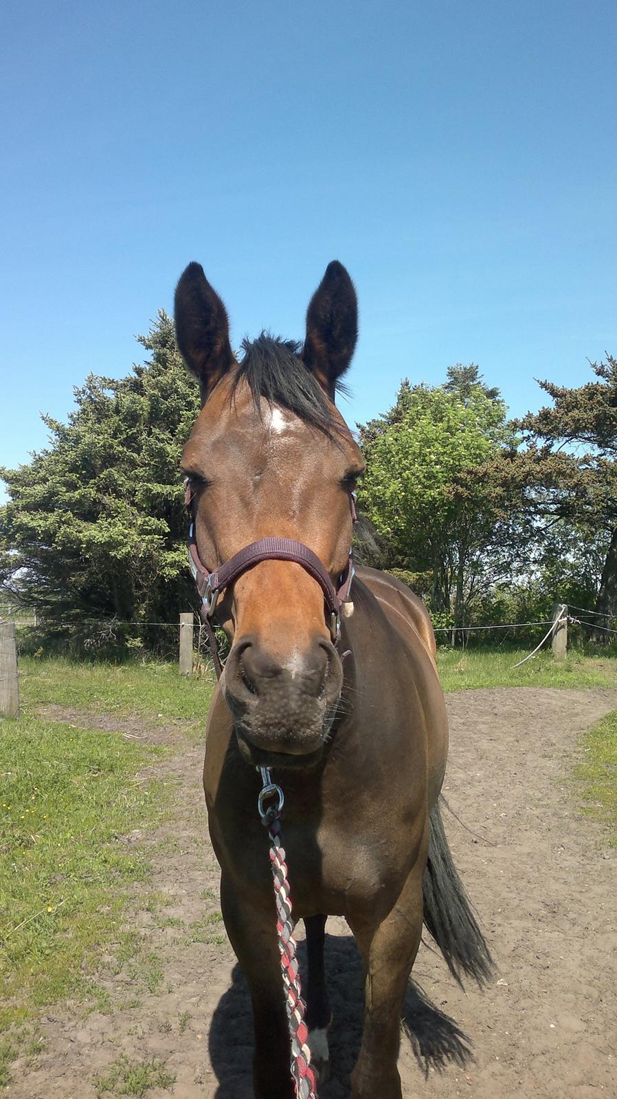 Dansk Varmblod Gammelgaards Szenia DH billede 4