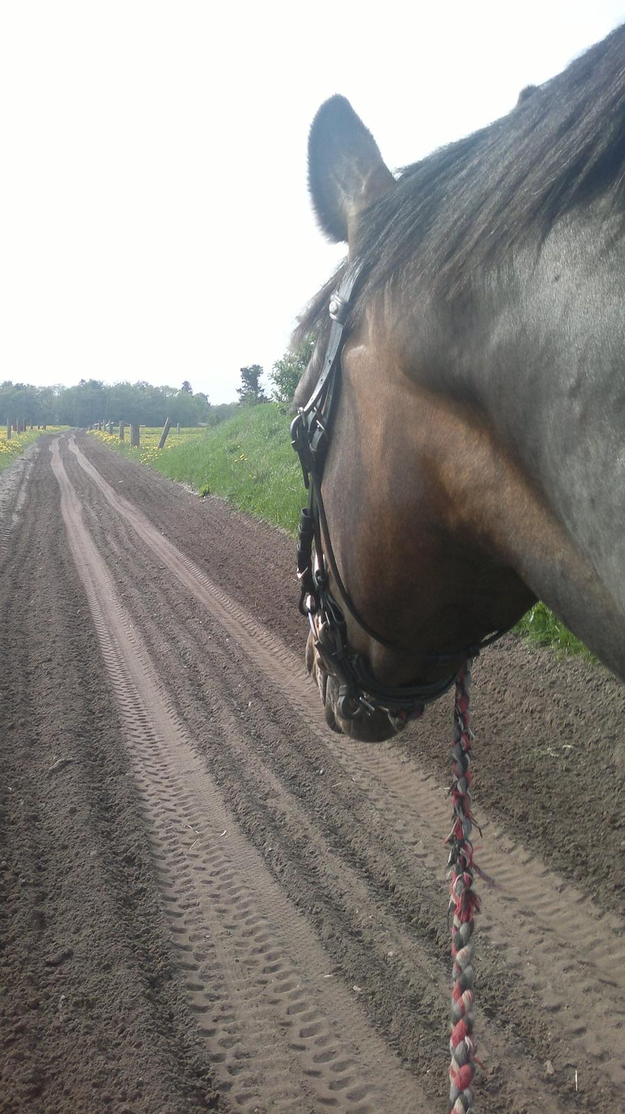 Dansk Varmblod Gammelgaards Szenia DH billede 9