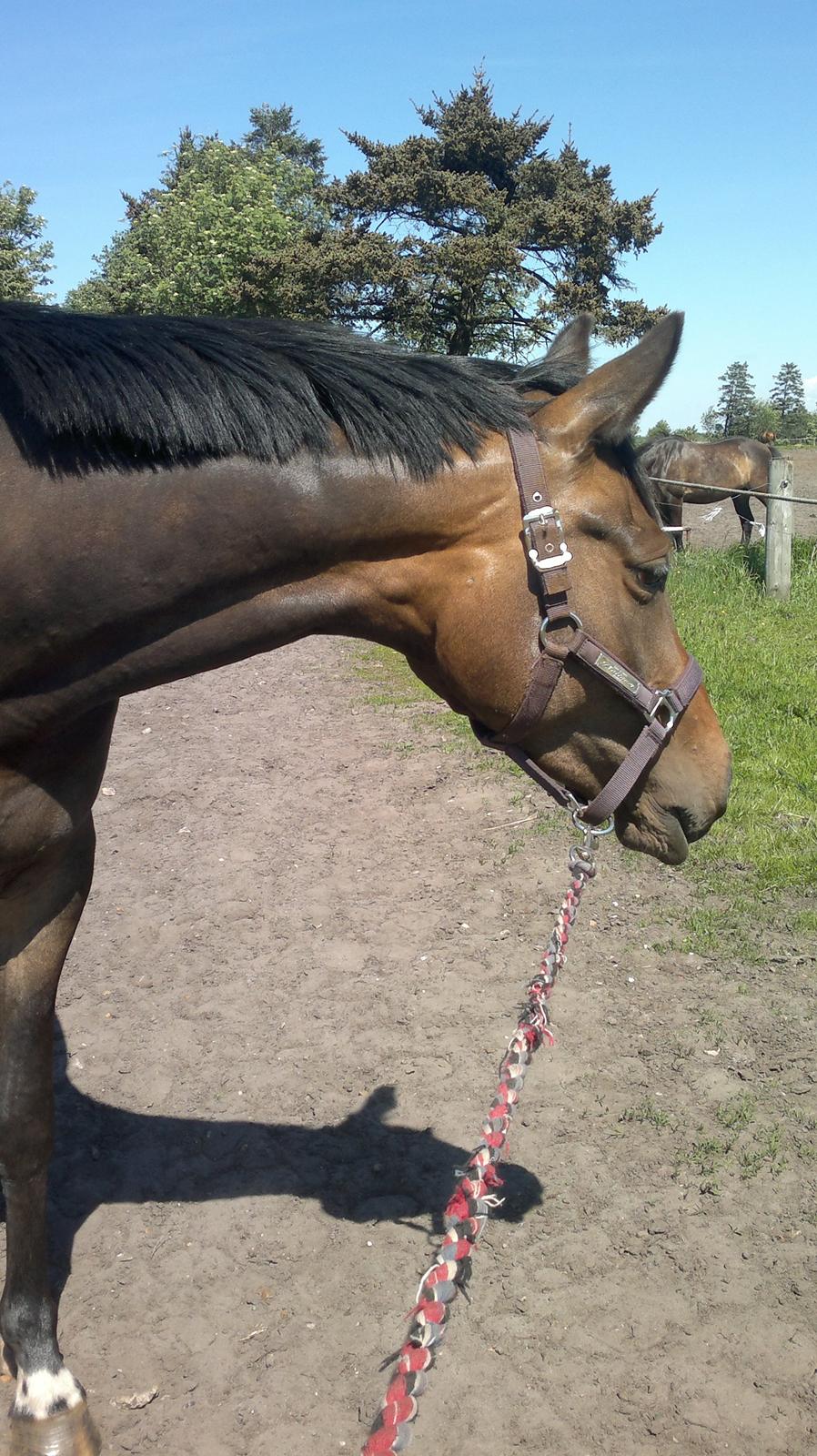 Dansk Varmblod Gammelgaards Szenia DH billede 11