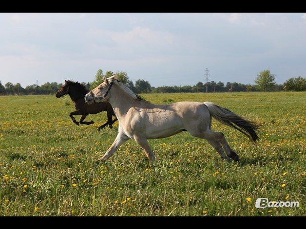 Fjordhest Bodyguard - Yaaay foldtid :D
 billede 11