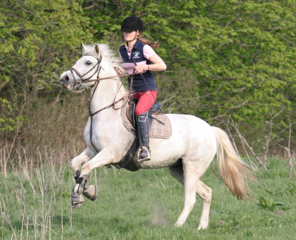 Anden særlig race Duet- min stjerne<3 - lidt hidsig pru pony i Maj 2013 billede 18