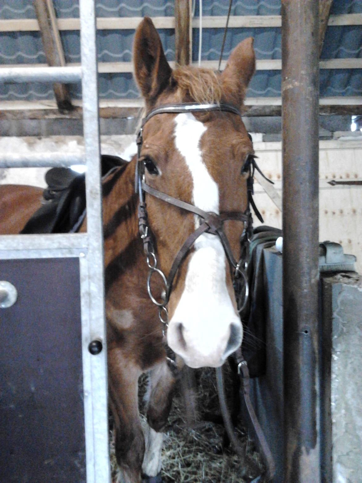 Frederiksborg Ronja billede 17