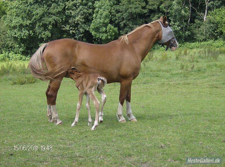 Frederiksborg Ronja billede 18